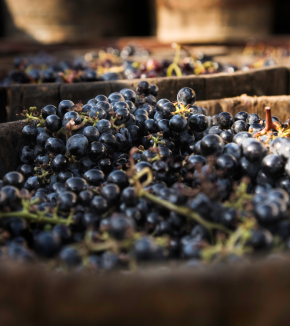 Imágenes Minaval (3)