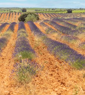 lavanda-2048x1366
